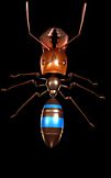 Ant Queen
