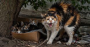 Puzzles Evil Cats