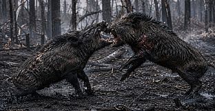 Puzzles Boars