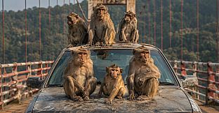 Puzzles: Monkey