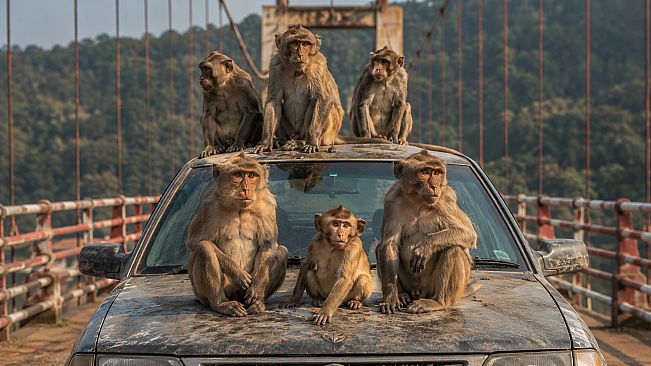 Puzzles: Monkey