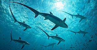 Puzzle Sharks