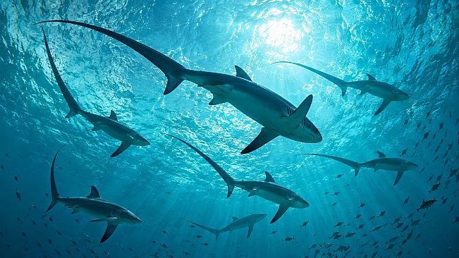 Puzzle Sharks