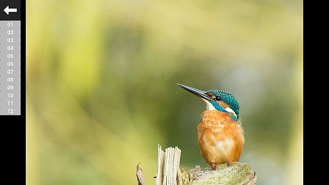 Bird Feather: Aquamarine World