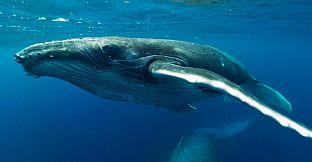 Swimming with Humpbacks