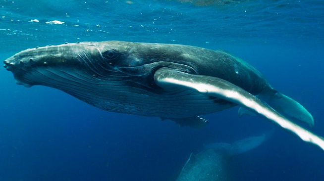 Swimming with Humpbacks