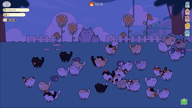 猫语拾光 Cat And Life