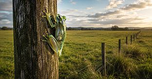 Puzzles Frogs