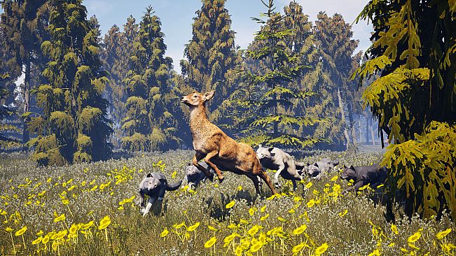 Susia - Wolf Life Simulator