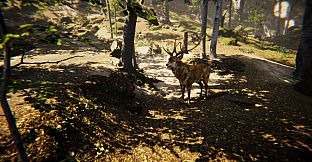 Animal