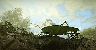 Insect Worlds