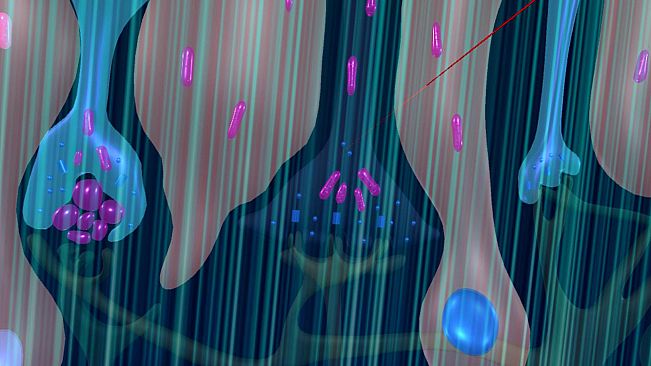 眼睛（眼球）结构研究