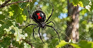 Puzzle Spiders
