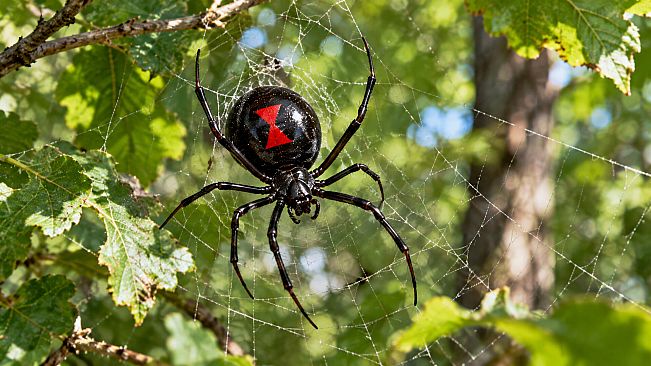 Puzzle Spiders