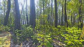 Mindfulness Simulator - ASMR Meditation Game