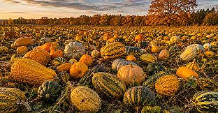 Puzzles: Vegetables