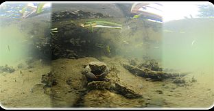 Exhale XR - Aquatic Wildlife