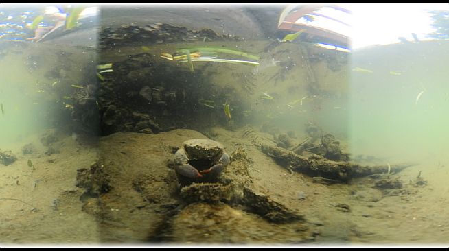 Exhale XR - Aquatic Wildlife