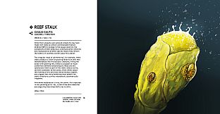 In Other Waters: A Study of Gliese 667Cc