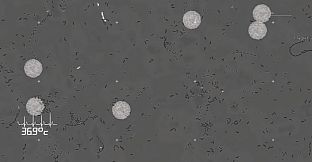 Germ Swarm: Evolution & Mutation
