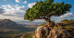 Puzzles Trees