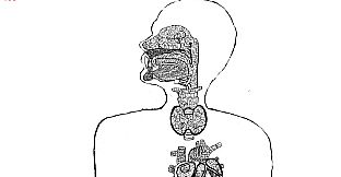 Let's Find Cats Inside the Human Body