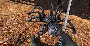 Forest spiders