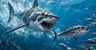 Puzzle Sharks