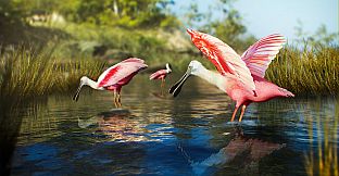 Birding Simulator: Bird Photographer