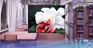 Chrysanthemum: On the Way to Sweet Dreams