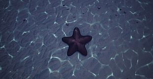 Starfish Simulator