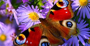 Master of Pieces Butterflies DLC