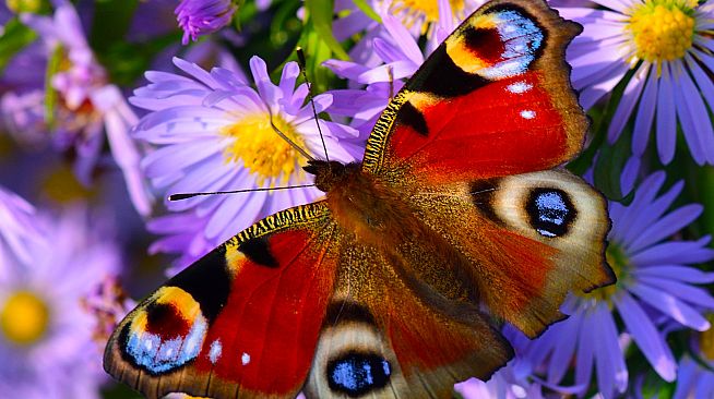 Master of Pieces Butterflies DLC