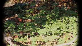 Russian Soul Simulator