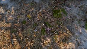 СИМУЛЯТОР ОДИНОЧЕСТВА В РУССКОЙ ДЕРЕВНЕ