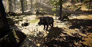 Animal