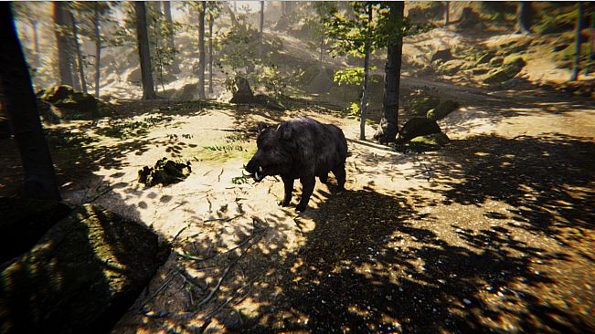 Animal