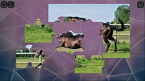 Puzzles for smart: Horses
