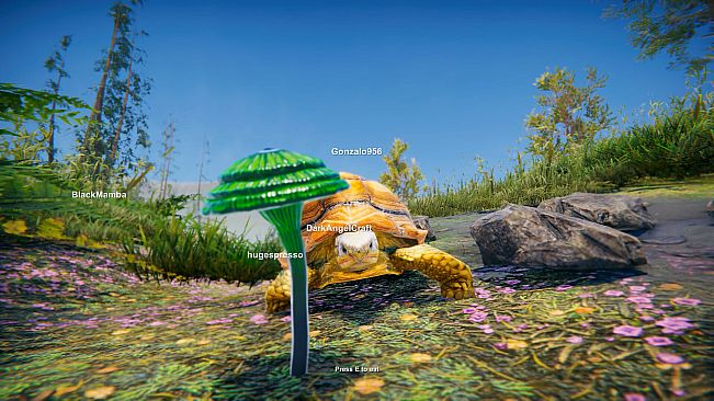 Turtles on Crocodiles