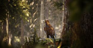 Photography Simulator