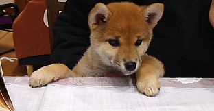 Shiba Mekuri 柴めくり