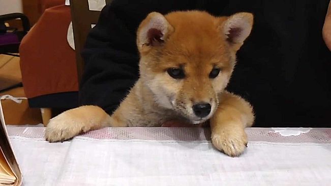 Shiba Mekuri 柴めくり