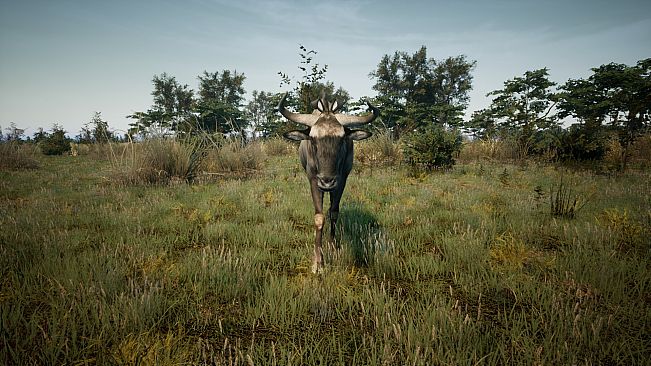 Animalia Survival EggHunt