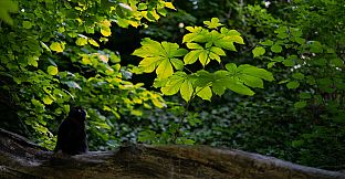 垂钓日记 The Sailor's Guide to Game Design - Nature 摄影集