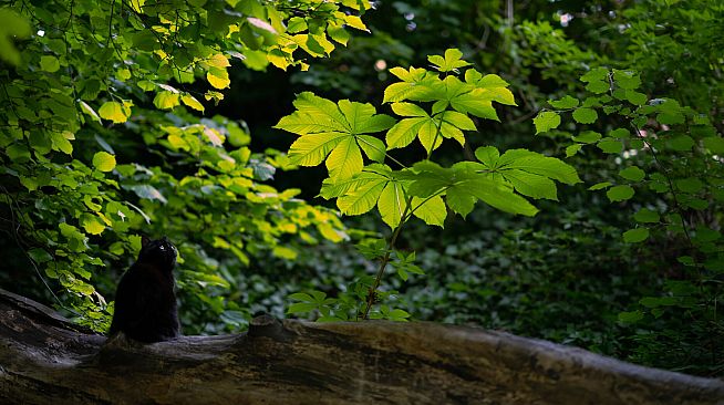 垂钓日记 The Sailor's Guide to Game Design - Nature 摄影集