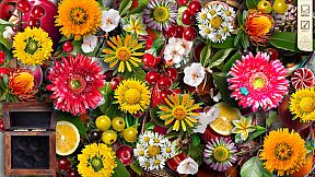 Twistingo: Turtle Bay Collector's Edition