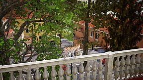 Curiosity: A Cat Climbing Game