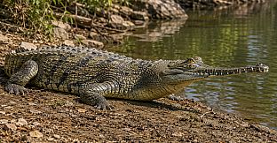Puzzles Reptiles