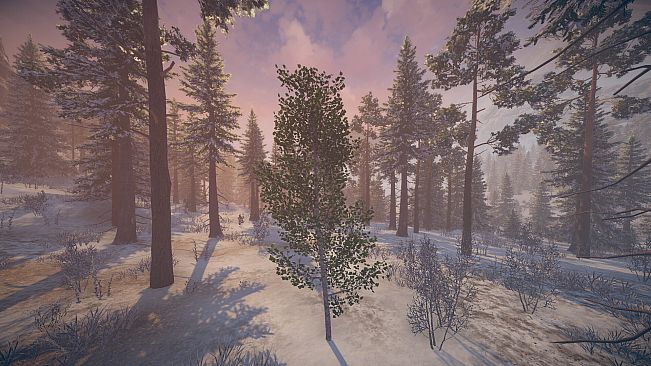 Birch Simulator