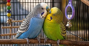 Puzzles Parrots